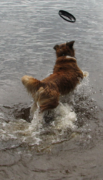 Collie chasing frisbee into water