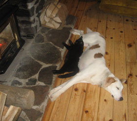 Black cat and white dog stretched out in front of a fireplace